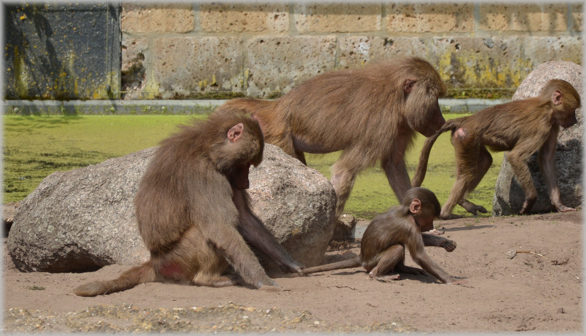 Babuinas,  Babuinai,  Zoologijos Sodas,  Serijos,  Beždžionė,  Beždžionės,  Holland,  Amsterdamas,  Gyvūnas,  Gyvūnai