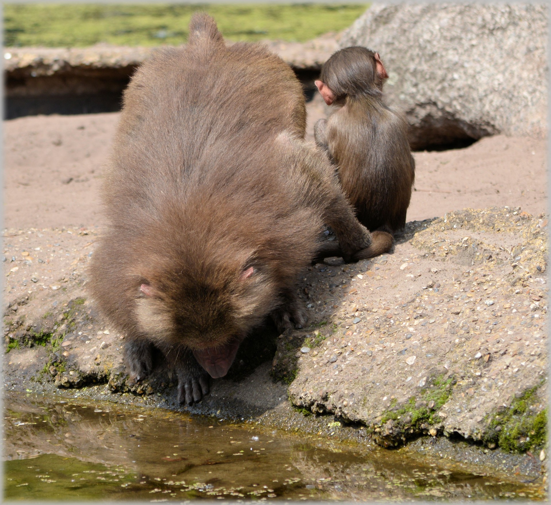 Babuinas,  Babuinai,  Zoologijos Sodas,  Serijos,  Beždžionė,  Beždžionės,  Holland,  Amsterdamas,  Gyvūnas,  Gyvūnai