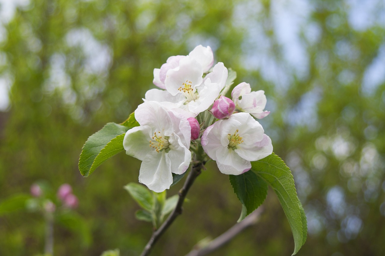 Apfelblüte, Medis, Žydėti, Sodas, Gamta, Pavasaris, Uždaryti, Nemokamos Nuotraukos,  Nemokama Licenzija