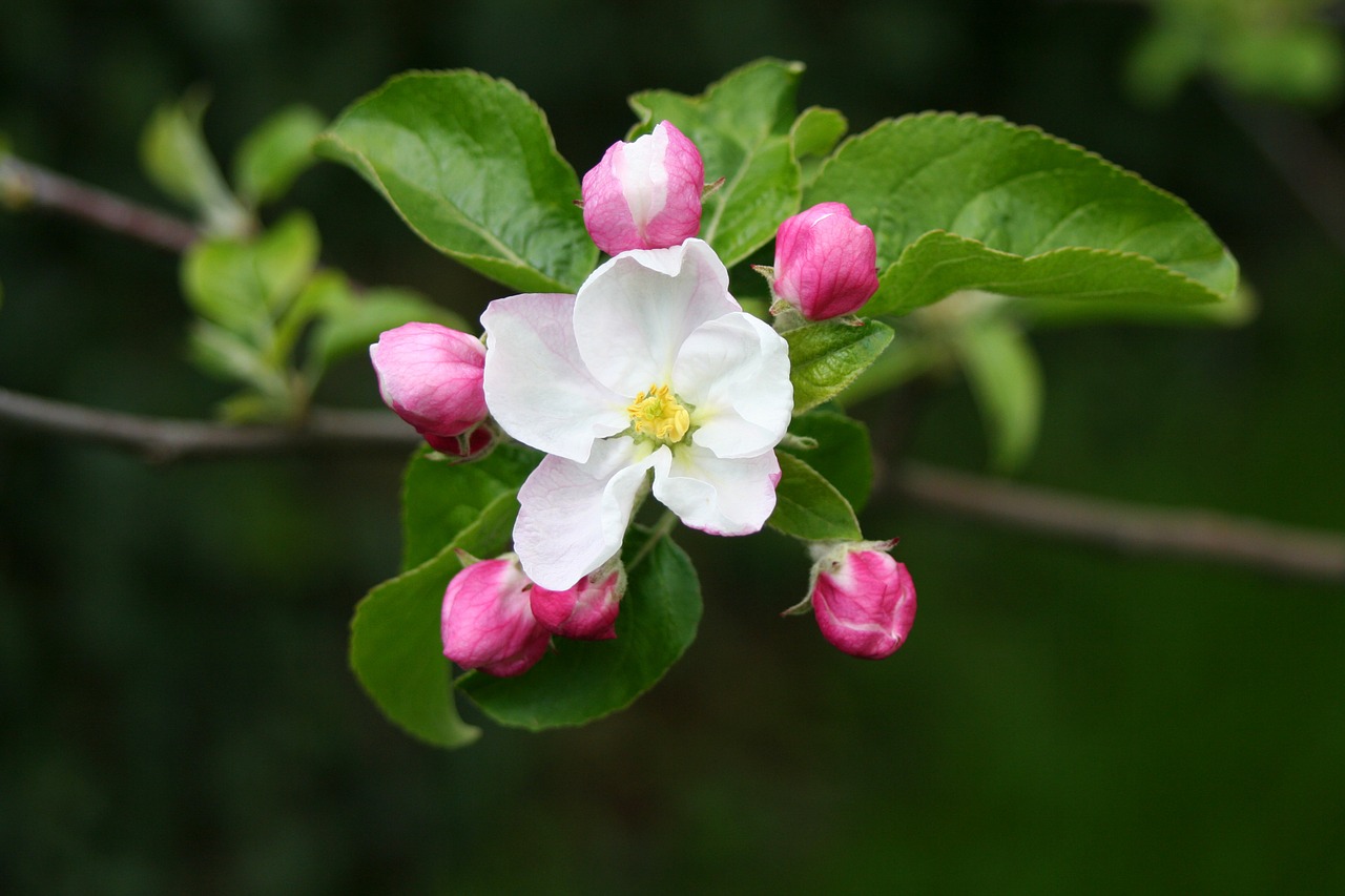 Apfelblüte, Medis, Žydėti, Sodas, Gamta, Pavasaris, Uždaryti, Nemokamos Nuotraukos,  Nemokama Licenzija