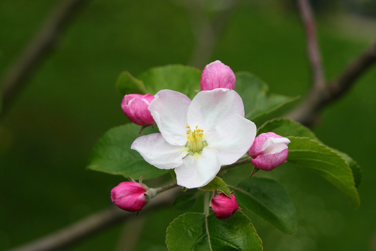 Apfelblüte, Medis, Žydėti, Sodas, Gamta, Pavasaris, Uždaryti, Nemokamos Nuotraukos,  Nemokama Licenzija