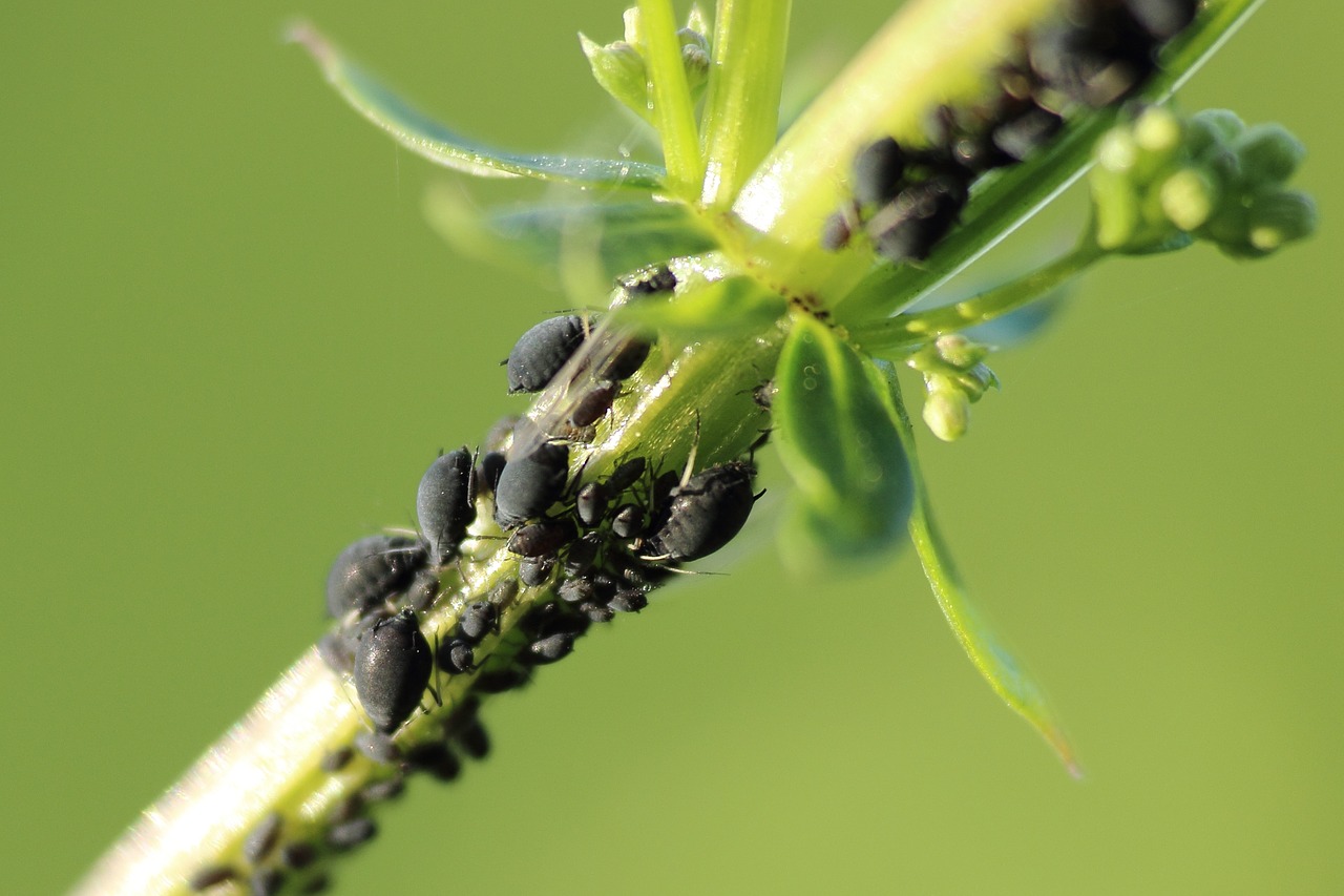 Amarai, Aphid, Kenkėjas, Krūmas, Makro, Uždaryti, Kenkėjai, Vabzdys, Nemokamos Nuotraukos,  Nemokama Licenzija