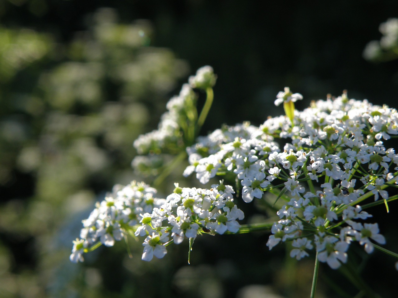 Apiaceae, Gėlė, Balta, Nemokamos Nuotraukos,  Nemokama Licenzija