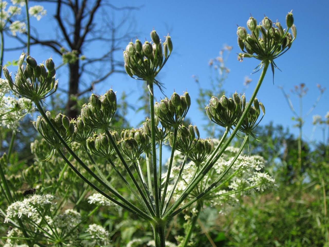 Apiaceae Heracleum,  Kaštonas,  Karvių Pastarnokas,  Flora,  Botanika,  Augalas,  Žiedas,  Gamta,  Galva,  Wildflower