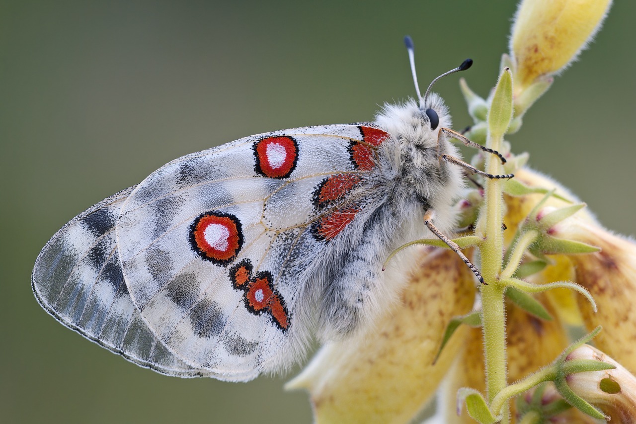 Apollo, Apollofalteris, Drugelis, Parnassius Apollo, Riteris, Papilionidae, Vabzdys, Gamta, Gyvūnas, Žiedas