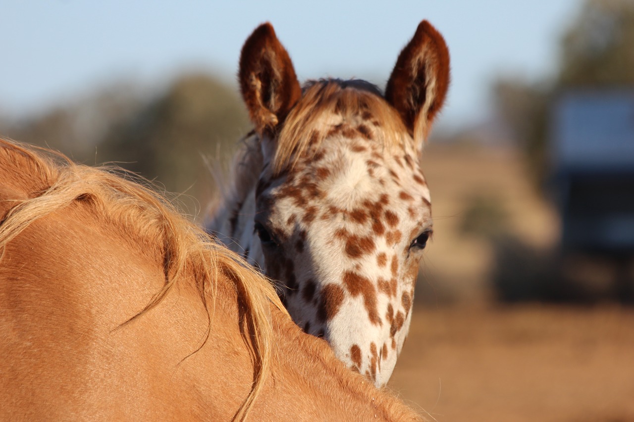 Appaloosa, Kumeliukas, Arklys, Arkliai, Gyvūnas, Nemokamos Nuotraukos,  Nemokama Licenzija