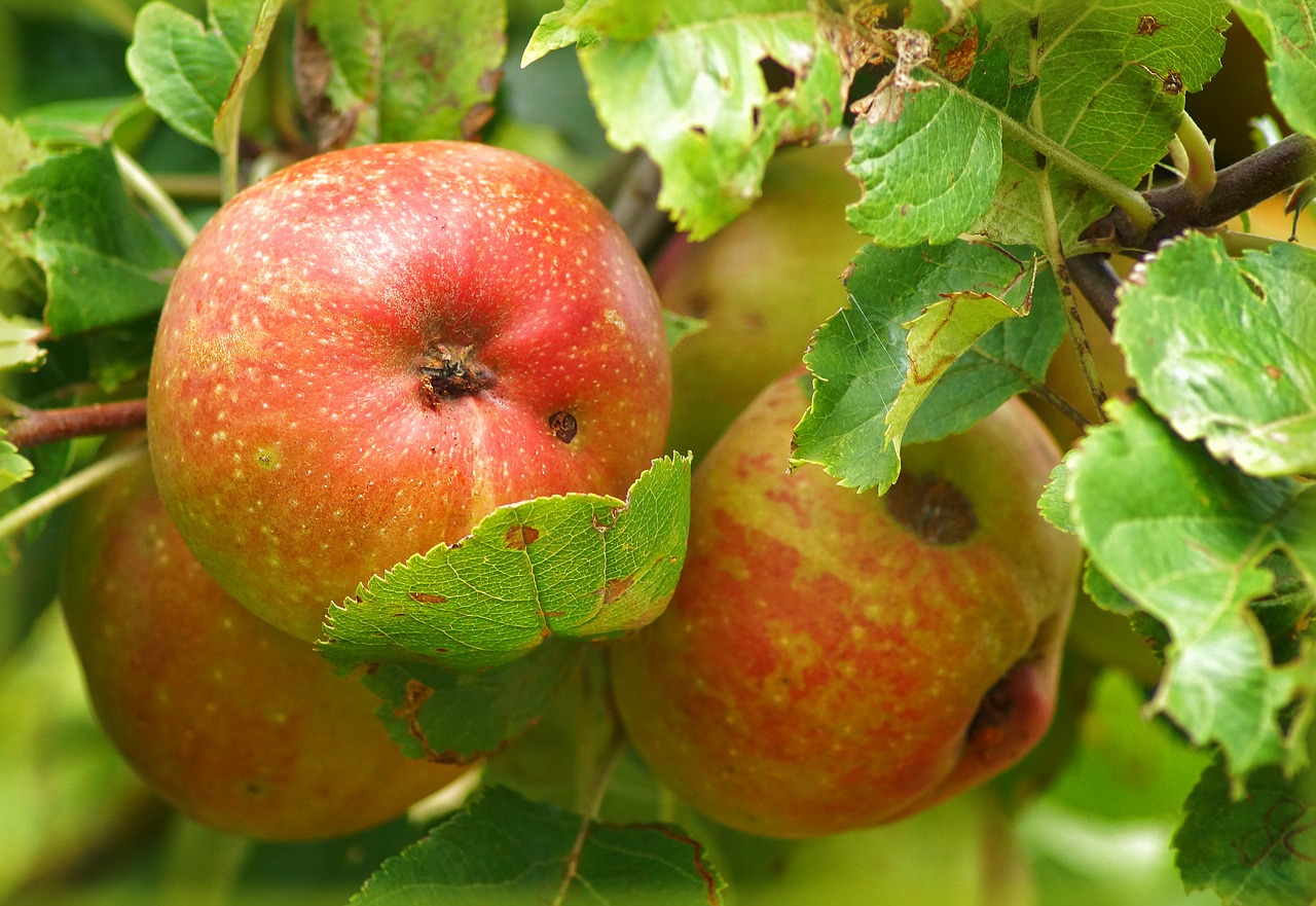 Obuolys, Vaisiai, Obuolių Medis, Vitaminai, Vaisiai, Nemokamos Nuotraukos,  Nemokama Licenzija