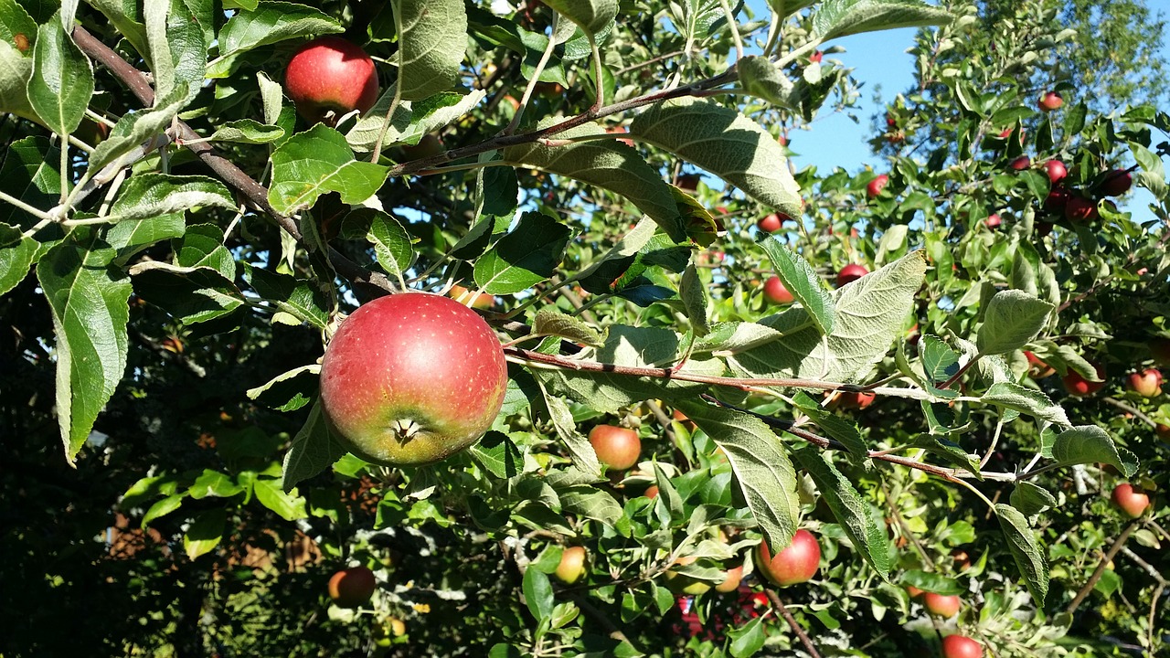 Obuolys, Lapai, Vaisiai, Filialai, Žalias, Himmel, Vasara, Nemokamos Nuotraukos,  Nemokama Licenzija