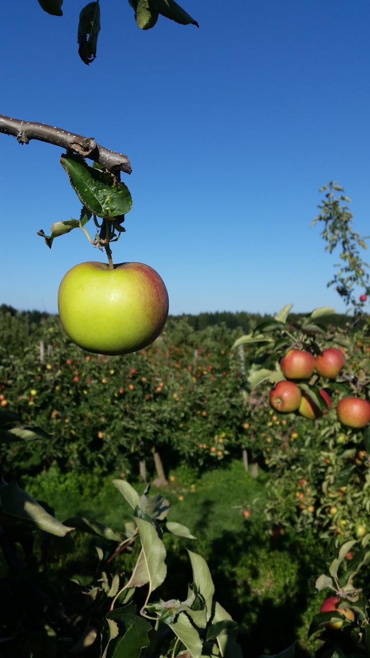 Obuolys, Vaisių Sodas, Vaisiai, Medis, Žemdirbystė, Obuolių Sodas, Nemokamos Nuotraukos,  Nemokama Licenzija