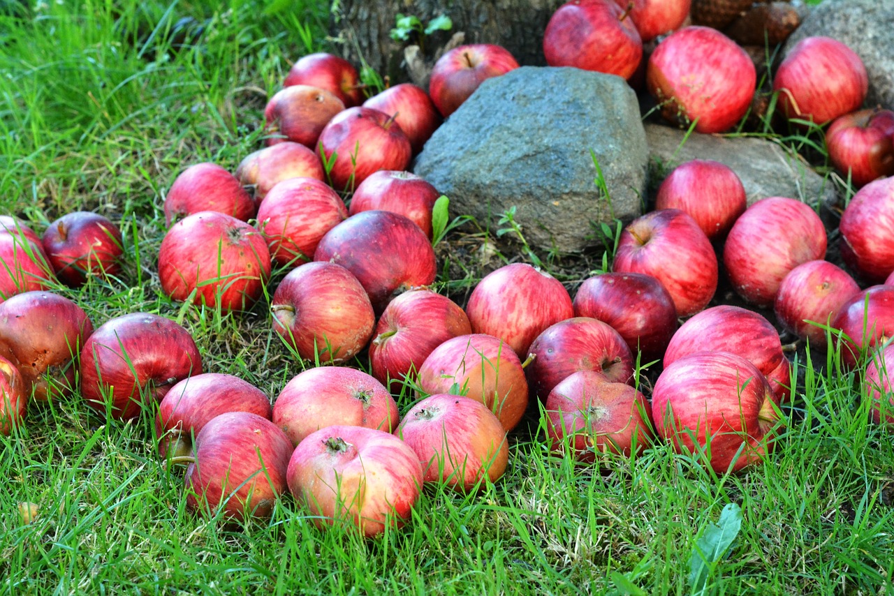 Obuolys, Obuoliai, Vaisiai, Žolė, Liūdnas, Sodas, Raudona, Gamta, Nemokamos Nuotraukos,  Nemokama Licenzija