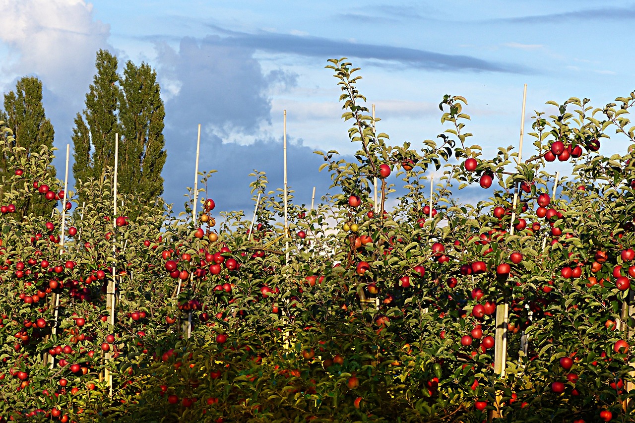 Obuolys, Vaisiai, Obuolių Sodas, Vasara, Nemokamos Nuotraukos,  Nemokama Licenzija