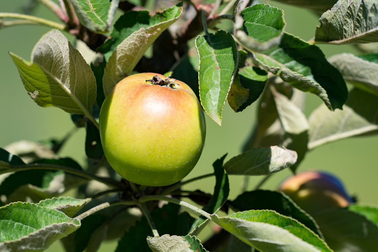 Obuolys, Bio, Bio Obuolys, Sodas, Sode, Daržovių Sodas, Vasara, Gamta, Augalas, Obuolių Medis