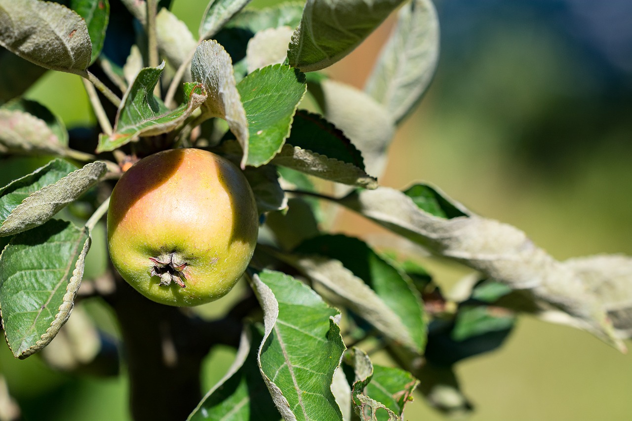 Obuolys, Bio, Bio Obuolys, Sodas, Sode, Daržovių Sodas, Vasara, Gamta, Augalas, Obuolių Medis