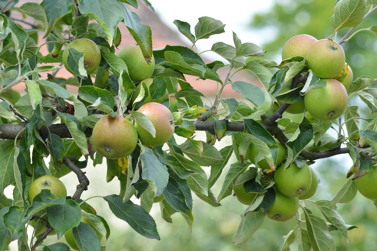 Obuolys, Obuolių Medis, Filialas, Medis, Vaisiai, Vitaminai, Nemokamos Nuotraukos,  Nemokama Licenzija