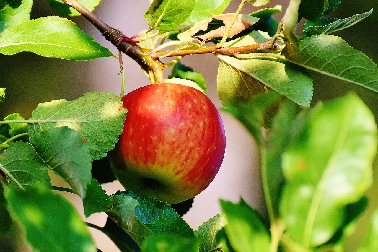 Obuolys, Medis, Vaisiai, Obuolių Medis, Sodas, Lapai, Raudona, Sveikas, Gamta, Vitaminai