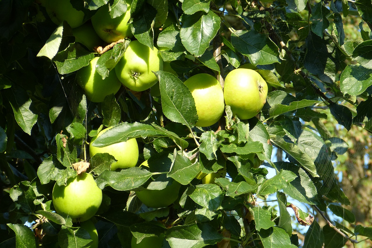 Obuolys, Obuolių Medis, Vaisiai, Ruduo, Žalias Obuolys, Medis, Nemokamos Nuotraukos,  Nemokama Licenzija