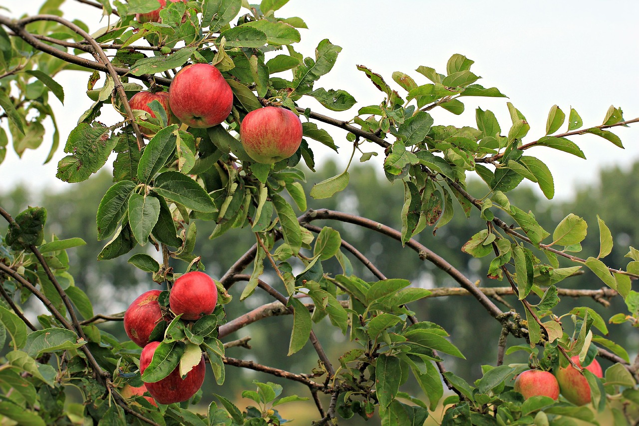 Obuolys, Vaisiai, Maistas, Sveikas, Šviežias, Raudona, Gamta, Derlius, Valgymas, Vaisių Sodas