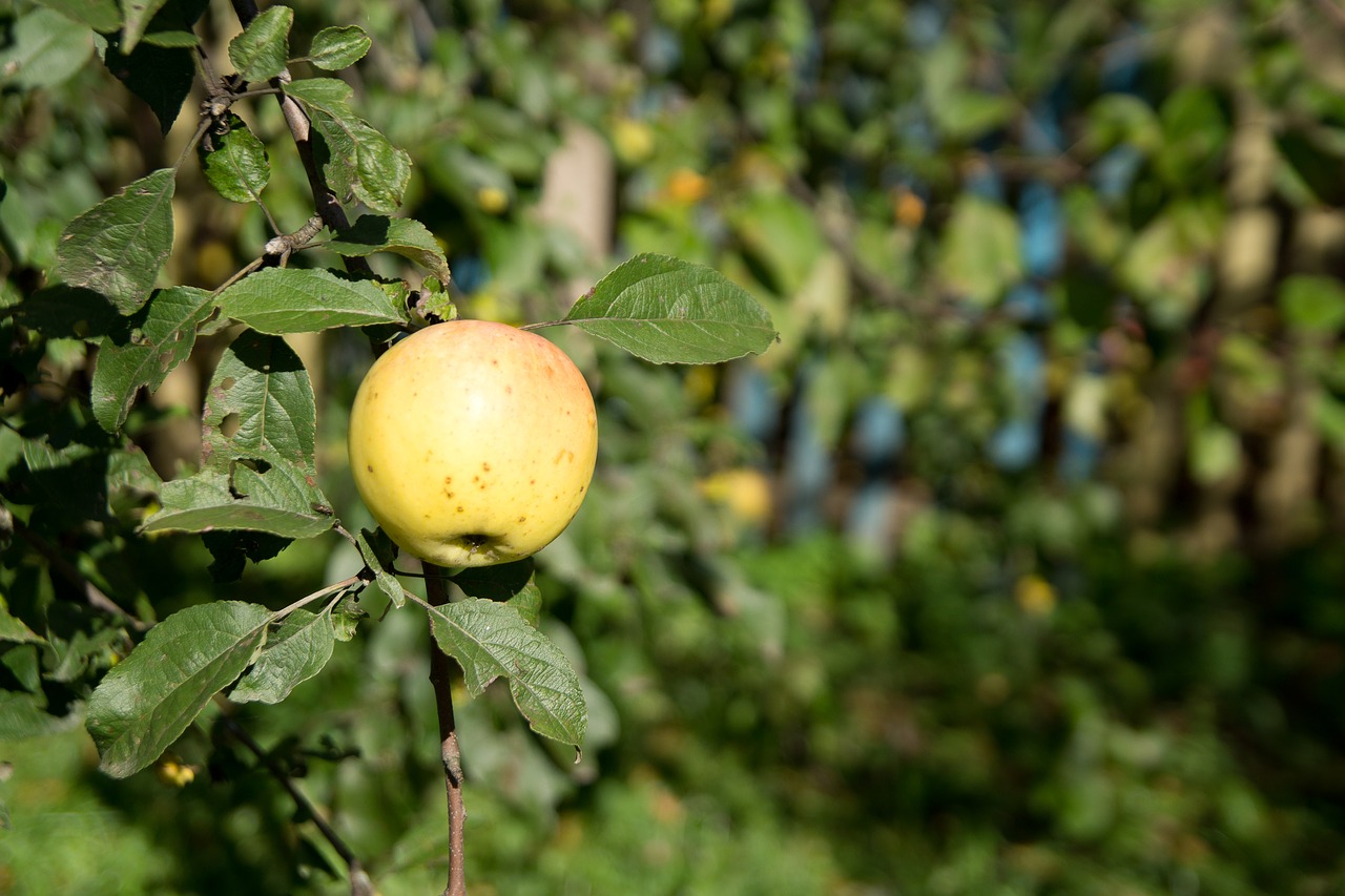 Obuolys, Obuolių Medis, Sodas, Derlius, Vaismedžių Sodas, Žalias Obuolys, Vaisiai, Žali Lapai, Nemokamos Nuotraukos,  Nemokama Licenzija