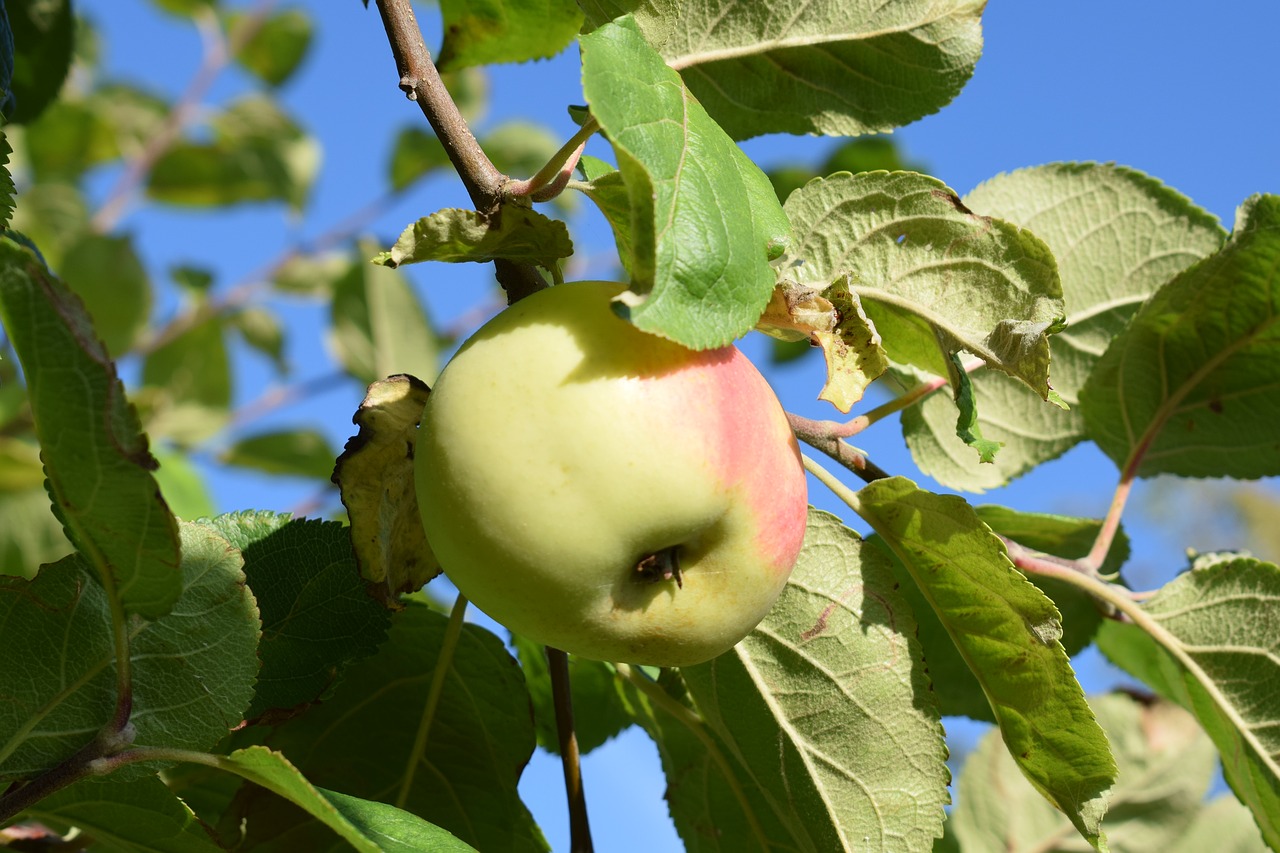 Obuolys, Ruduo, Sodas, Vaisiai, Žalias, Vaisiai, Medis, Obuolių Medis, Filialai, Vaisių Medžiai