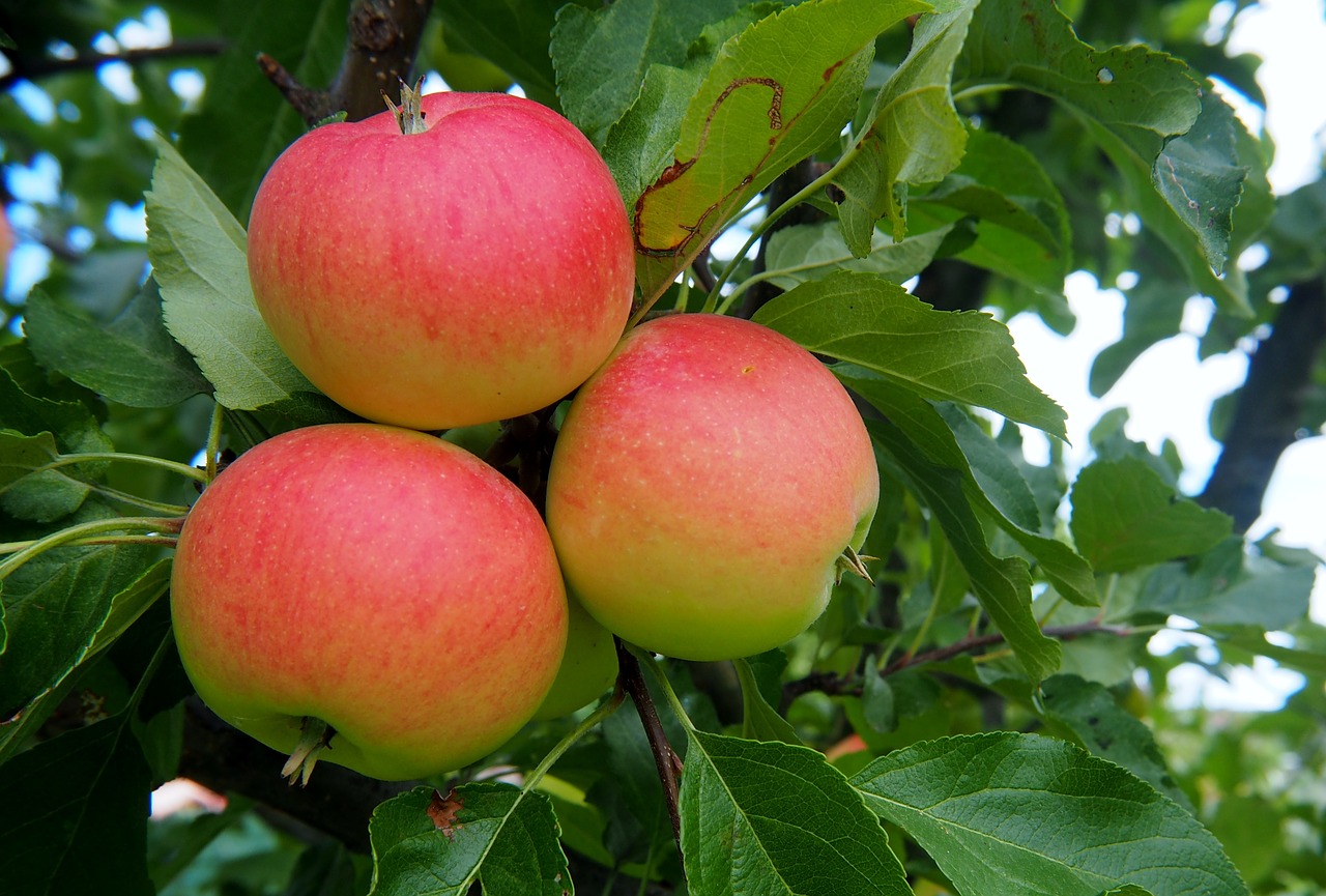 Obuolys, Vaisiai, Raudona, Sveikas, Frisch, Vitaminai, Vaisiai, Raudonas Obuolys, Prinokę, Gamta