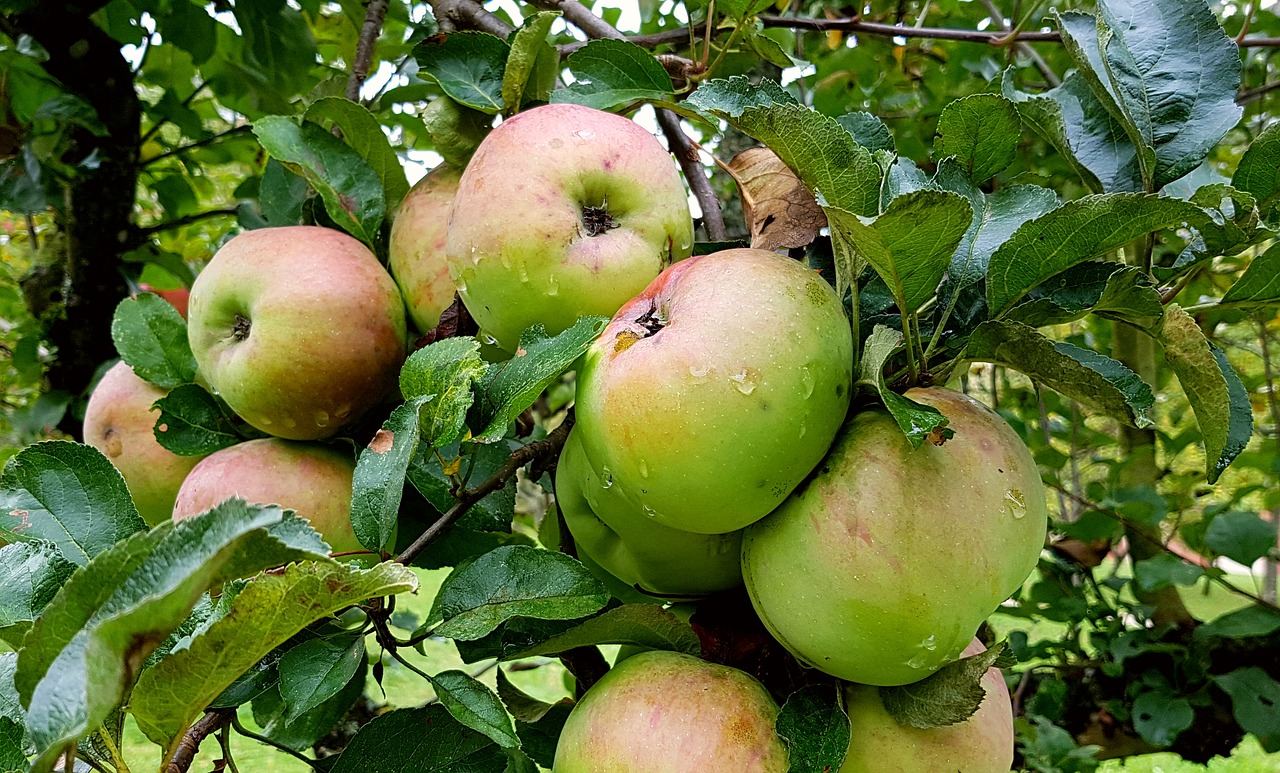 Obuolys, Obuolių Medis, Vaisiai, Šventasis Vaisius, Sveikas, Gamta, Augalas, Vitaminai, Ruduo, Spalio Mėn