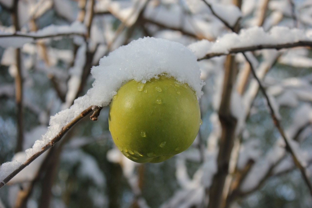 Obuolys, Žiema, Sniegas, Žalias, Obuolių Medis, Balta, Vaisiai, Lapai, Gamta, Vitaminai