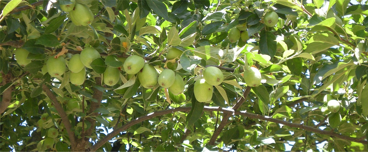 Obuolys, Obuolių Medis, Medis, Sodas, Augalai, Gamta, Žalias Obuolys, Žalias, Nemokamos Nuotraukos,  Nemokama Licenzija