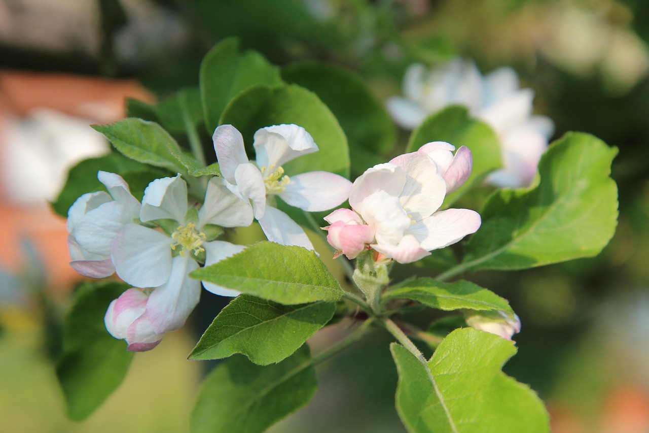 Apple,  Gėlės Obelis,  Spyruoklė-Žydėjimo,  Pavasaris,  Vaisių Sodas, Nemokamos Nuotraukos,  Nemokama Licenzija