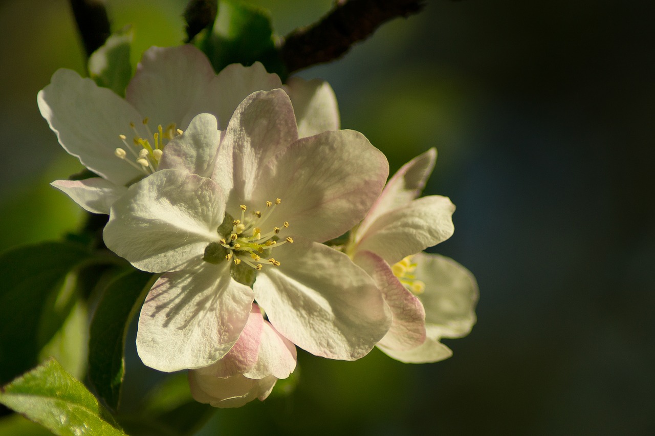 Apple,  Žiedas,  Žydi,  Pavasaris,  Sunny,  Žiedlapiai,  Sodas,  Iš Arti,  Fonas,  Gražus