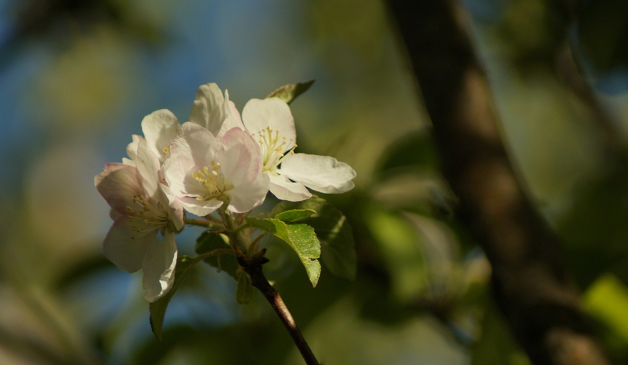 Apple,  Žiedas,  Žydi,  Pavasaris,  Sunny,  Žiedlapiai,  Sodas,  Iš Arti,  Fonas,  Gražus