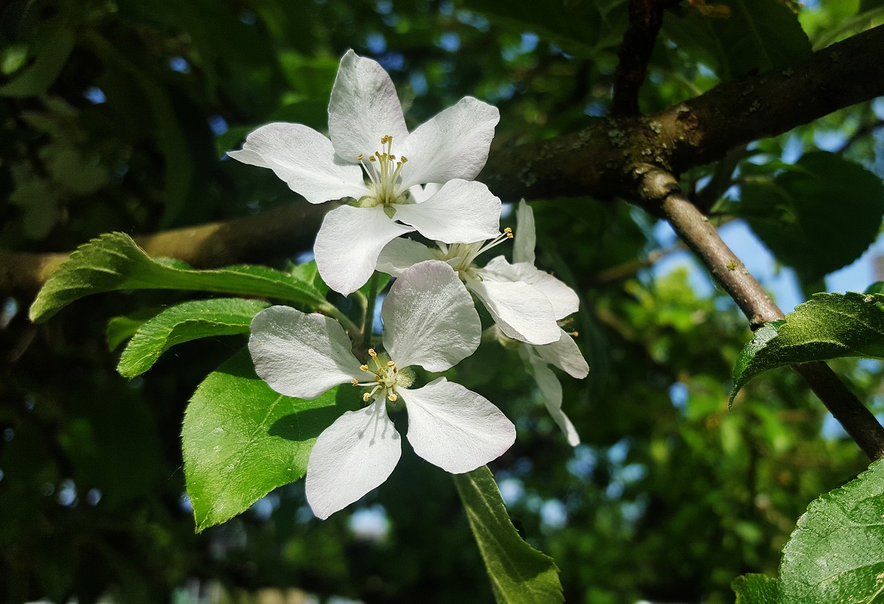 Apple,  Žiedas,  Žydi,  Pavasaris,  Sunny,  Žiedlapiai,  Sodas,  Iš Arti,  Fonas,  Gražus