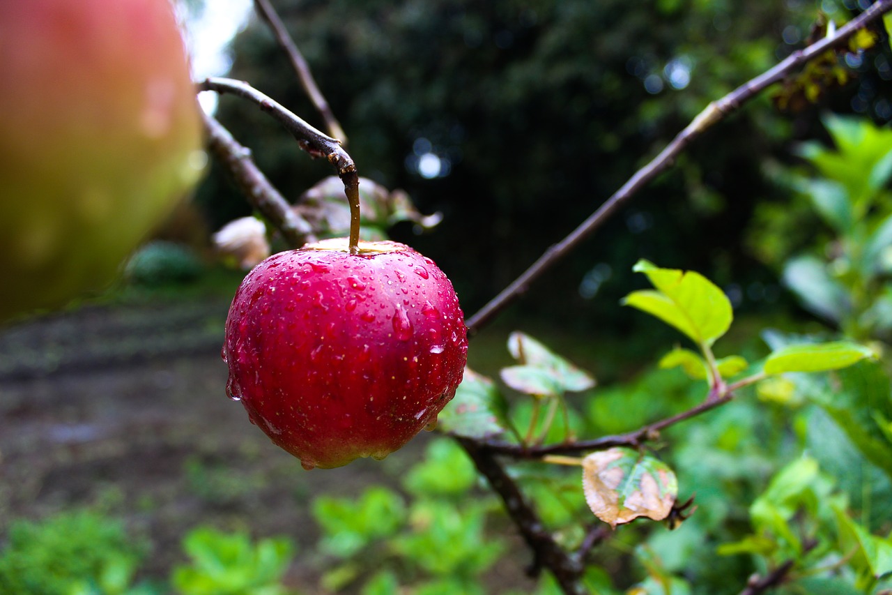 Apple,  Creole,  Laukas, Nemokamos Nuotraukos,  Nemokama Licenzija