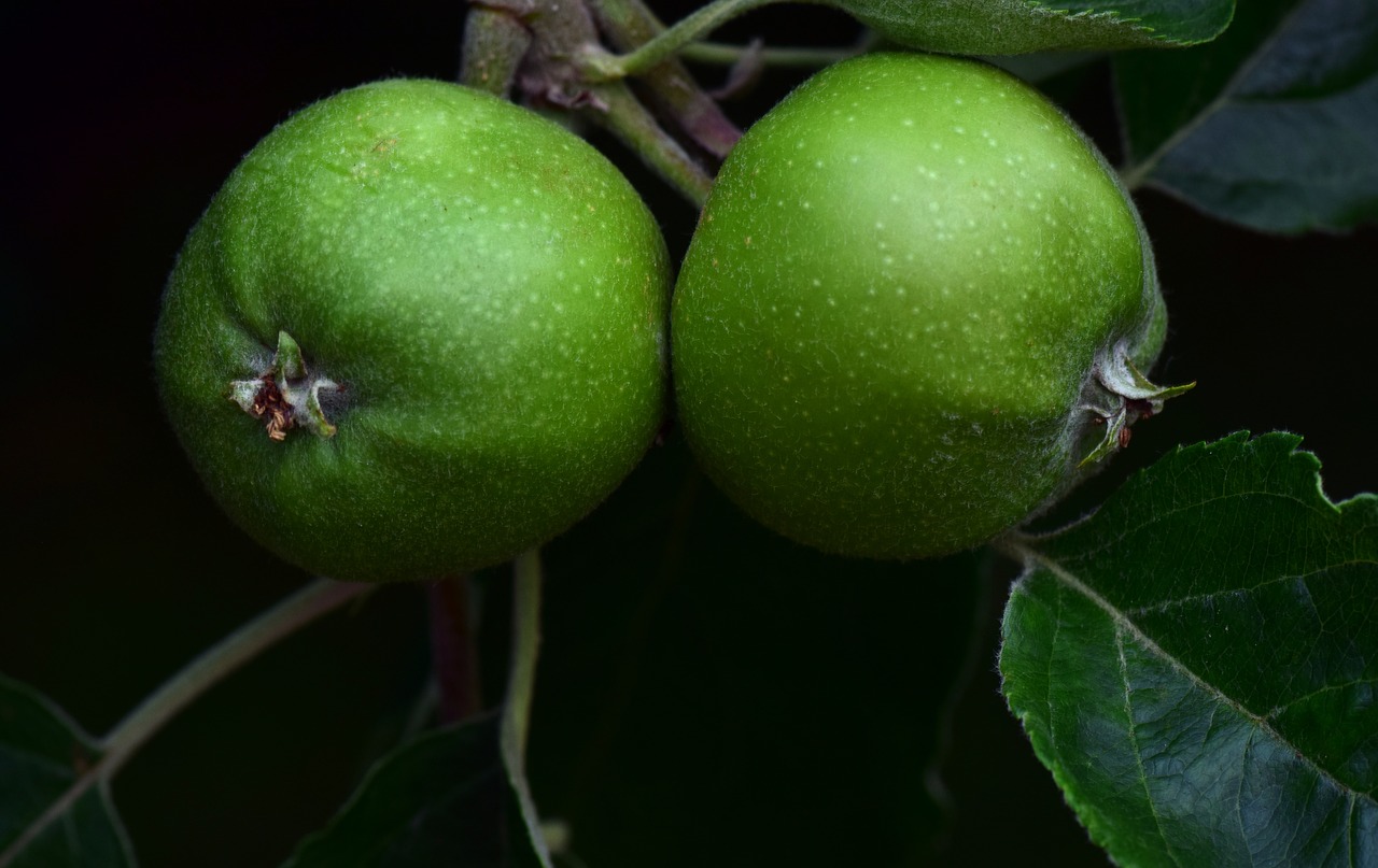 Apple,  Žalias Obuolys,  Vaisių,  Žalias,  Nesubrendęs,  Jauna,  Mažas,  Vasara,  Apvalus,  Medis