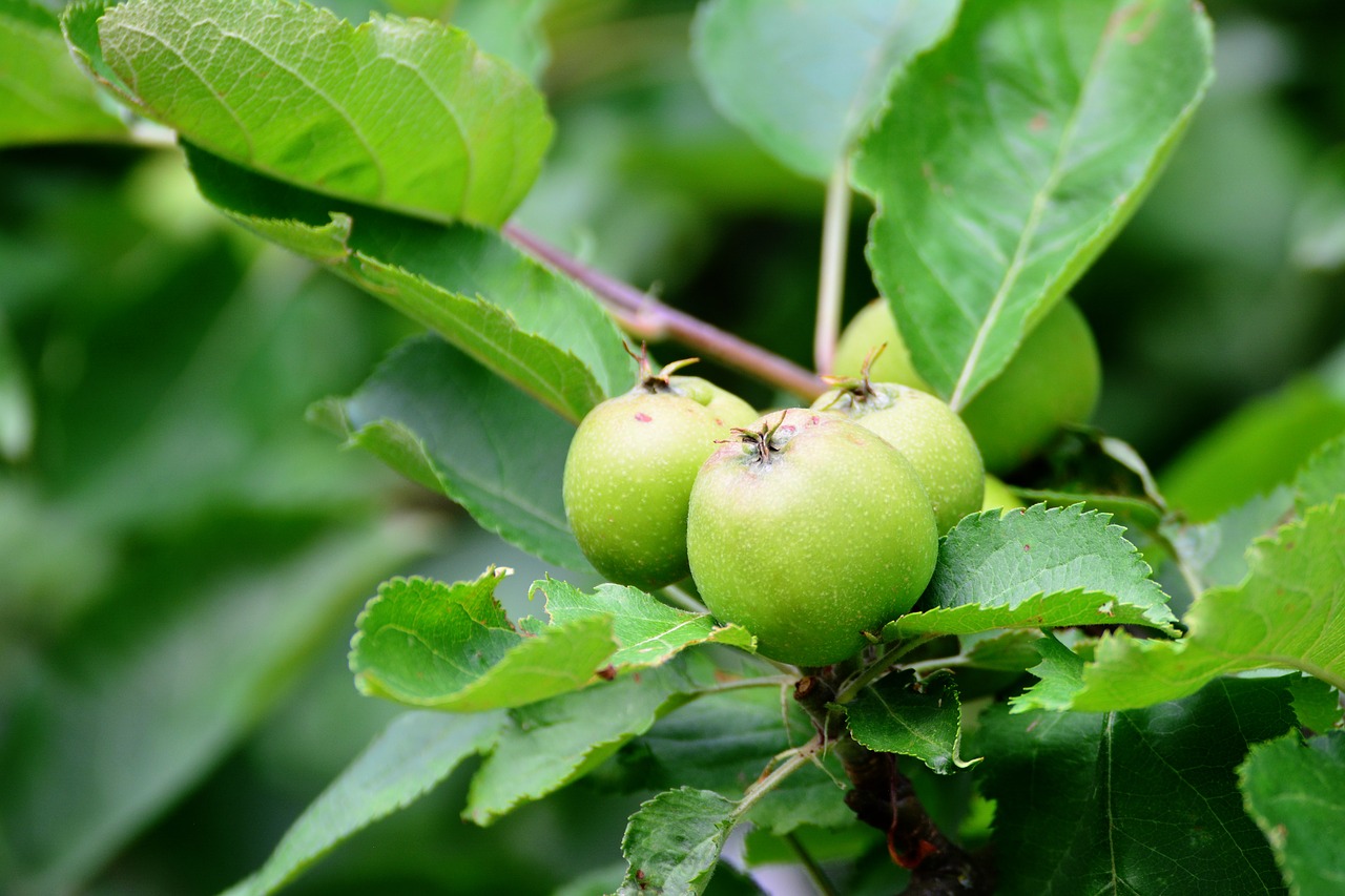 Apple,  Nesubrendęs,  Obuolių Medis,  Pobūdį,  Vaisiai,  Niewyrobienie Vaisių,  Vaismedžių,  Žalias,  Vaisių,  Filialas