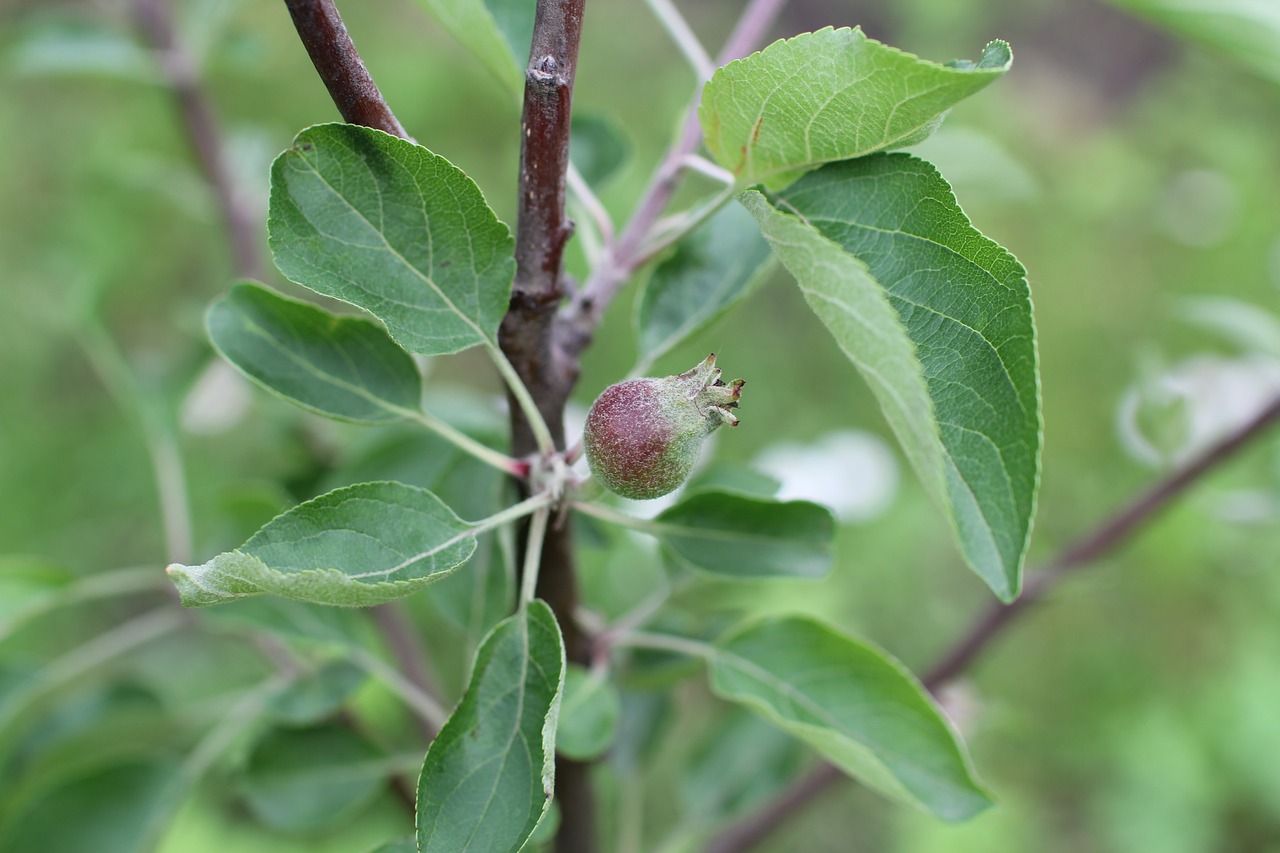 Apple,  Obuolių Medis,  Vaisių,  Sodas,  Pobūdį,  Žalias Obuolys,  Vasara,  Birželis,  Medis,  Vasaros Diena