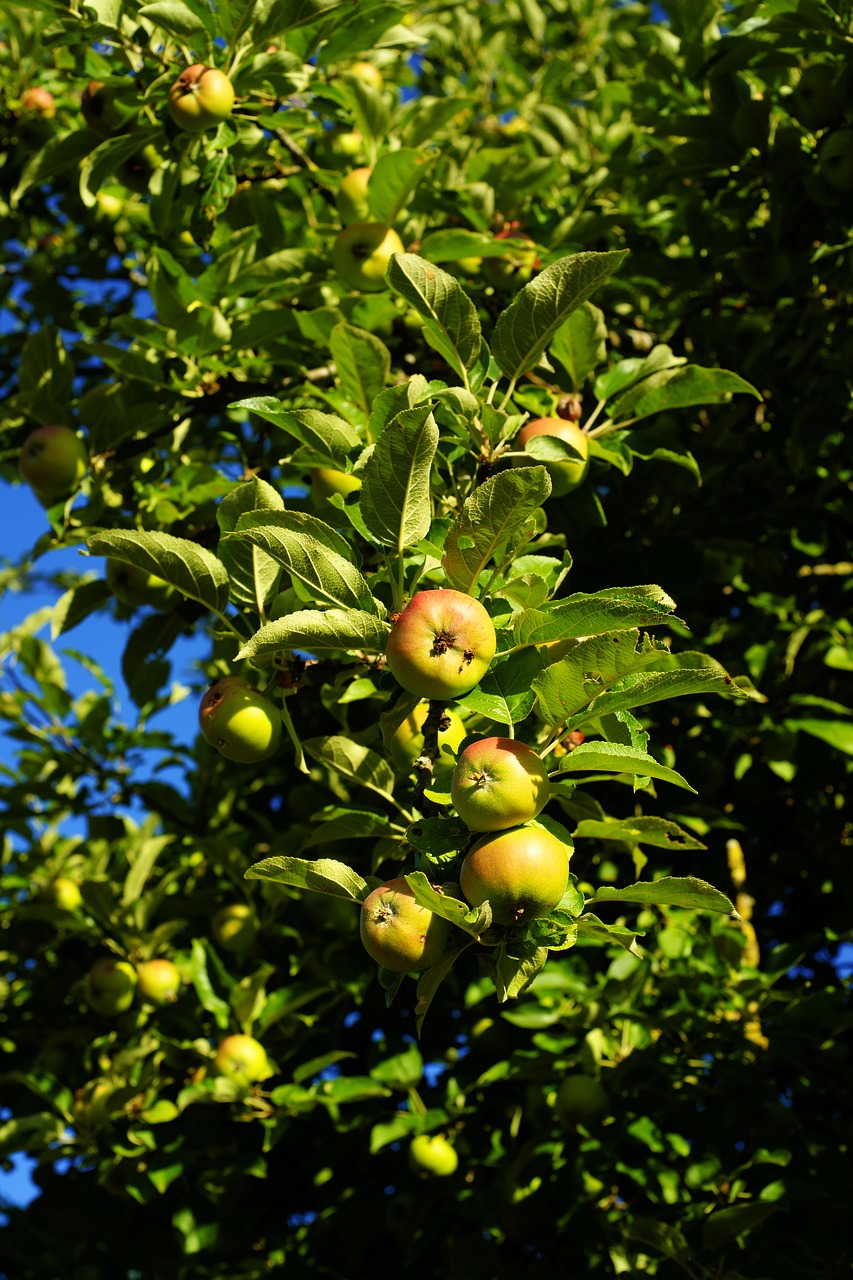 Apple,  Obuolių Medis,  Sodas,  Vaisių,  Pobūdį,  Sveiki,  Skanus,  Kernobst Gewaechs,  Šviežias,  Vitaminai