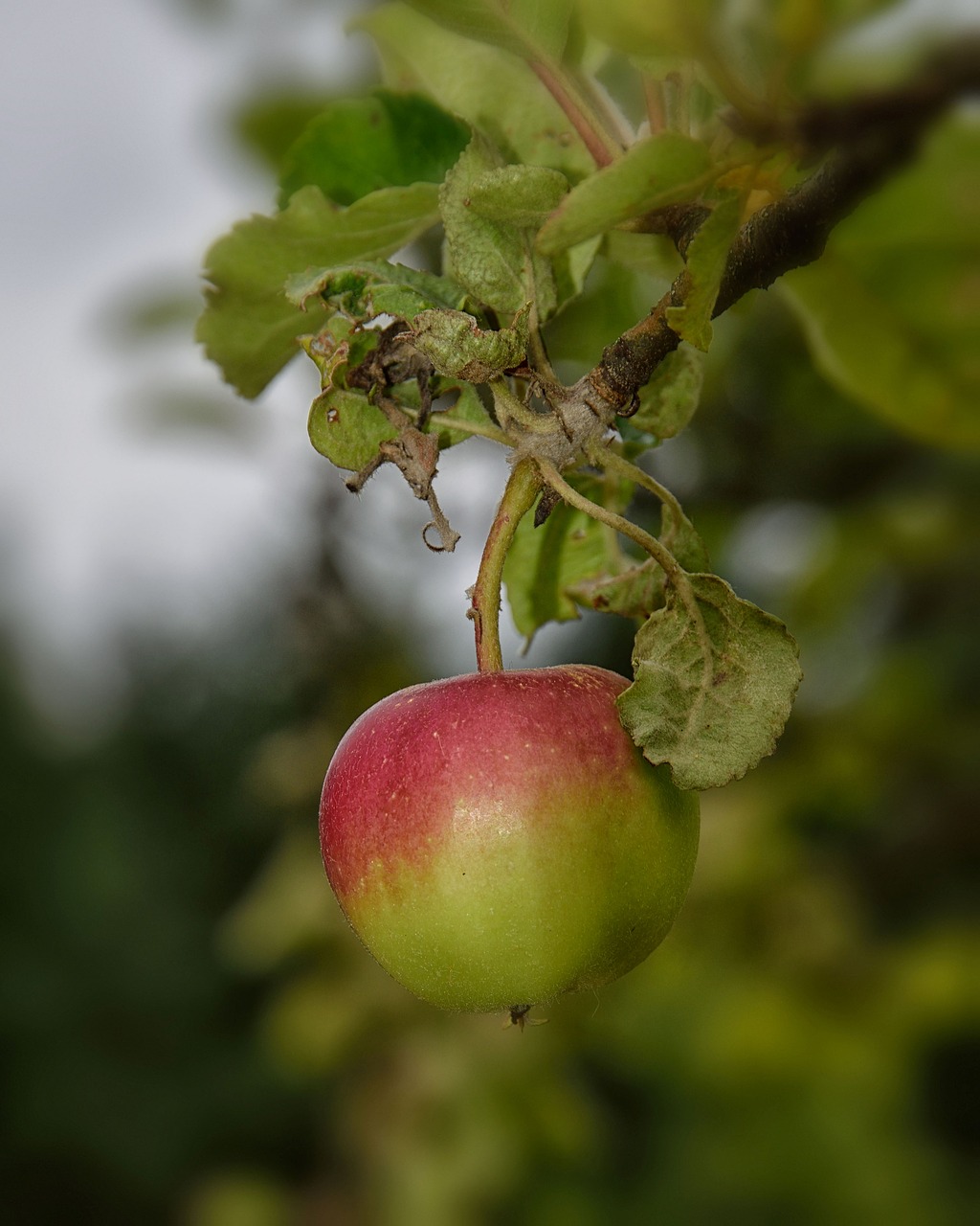 Apple,  Žalias,  Vaisių,  Šviežias,  Sveiki,  Skanus,  Valgyti,  Mitybos,  Vitaminai,  Saldus