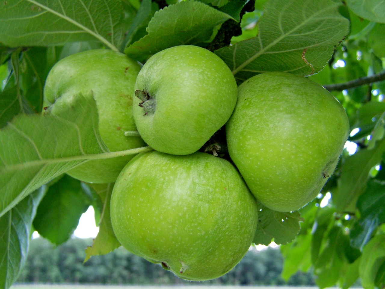 Apple,  Žalias,  Nesubrendęs Vaisius, Nemokamos Nuotraukos,  Nemokama Licenzija