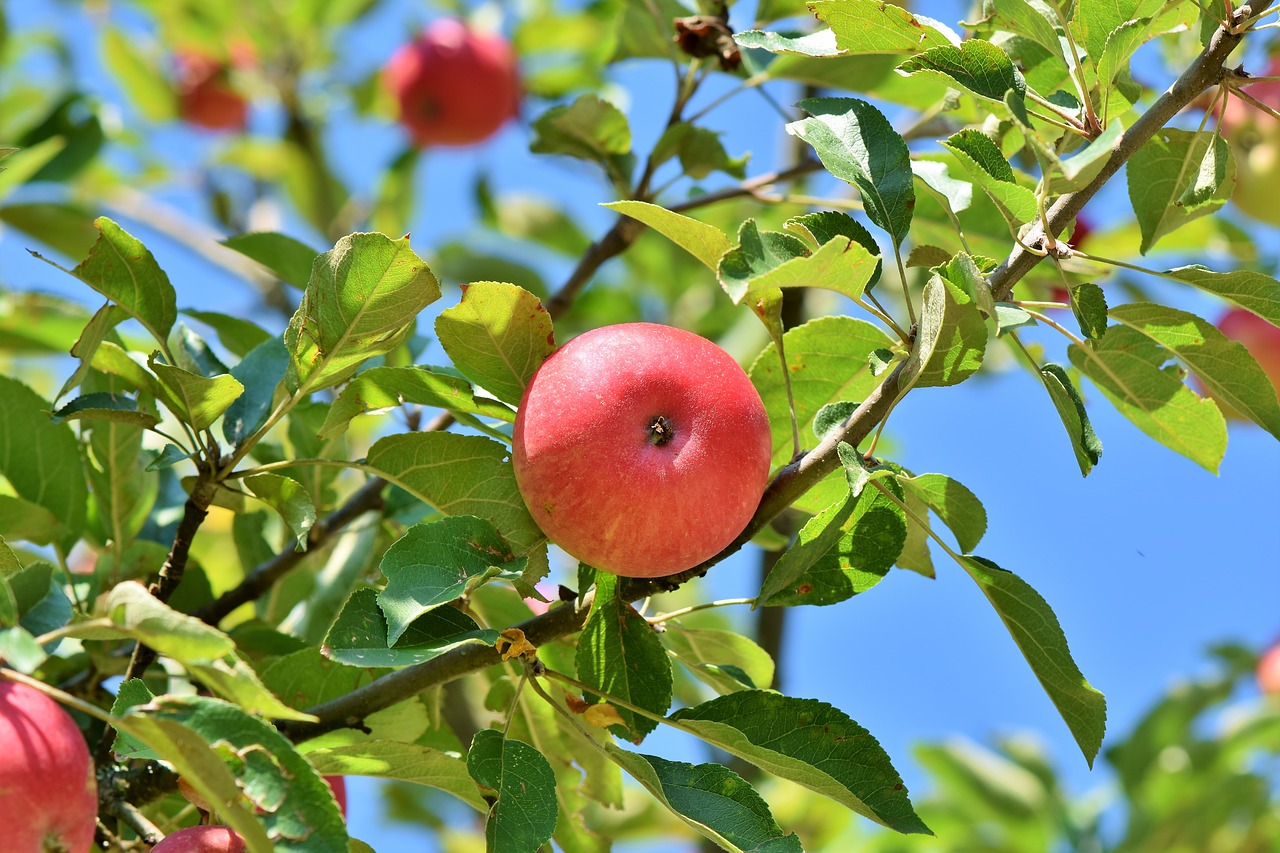 Apple,  Obuolių Medis,  Vaisių,  Apple Orchard,  Filialas,  Vaisių Medžiai,  Apfelernte,  Medis,  Kernobstgewaechs,  Prinokęs