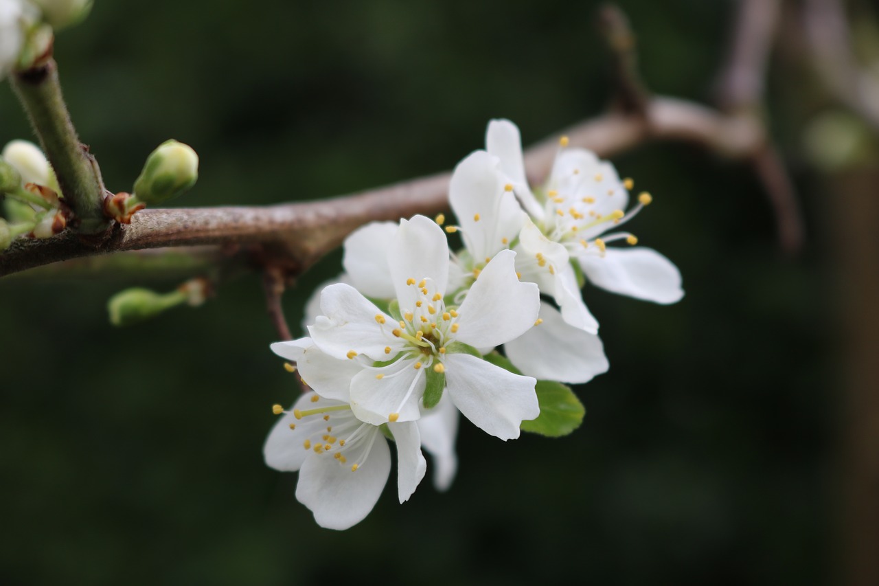 Apple,  Žiedas,  Gėlės,  Baltos Spalvos,  Filialas,  Sodas,  Žiedadulkės,  Pavasaris,  Medis,  Pumpurai