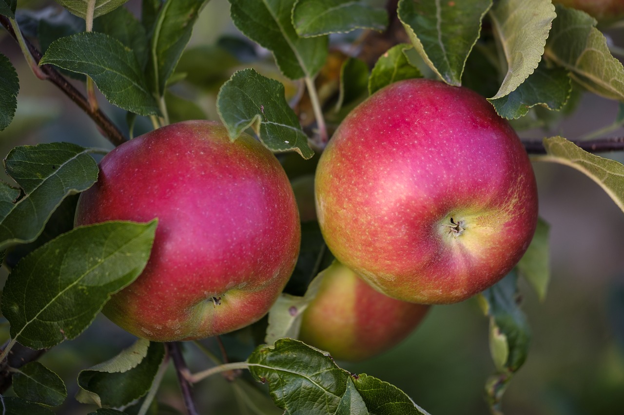 Apple,  Vaisių,  Obuolių Šeimos Vaisiai,  Prinokę,  Sveiki,  Vitaminai,  Maisto,  Medis,  Filialas,  Saldus