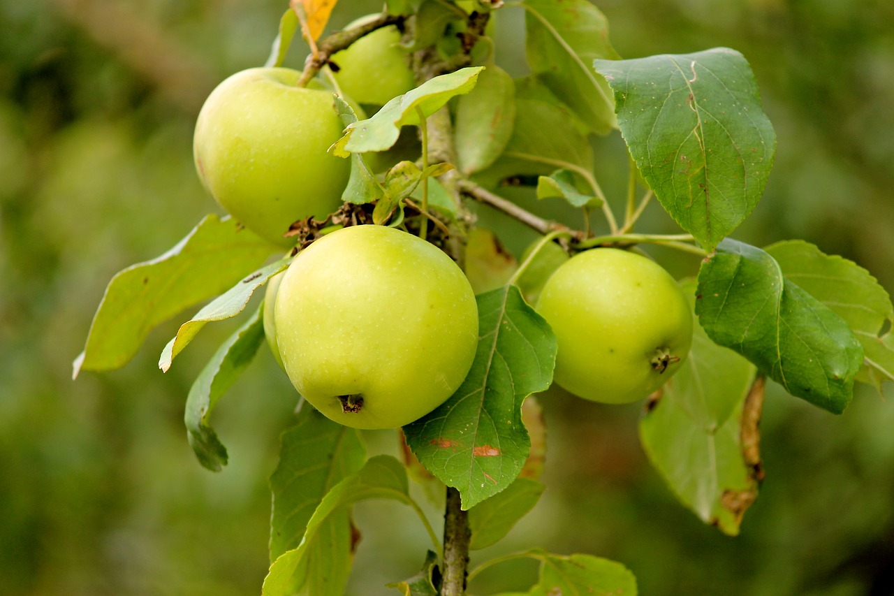 Apple,  Vaisių,  Žalias,  Priklauso,  Obuolių Medis,  Šviežias,  Sveiki,  Vitaminai,  Kernobst Gewaechs,  Apple Orchard