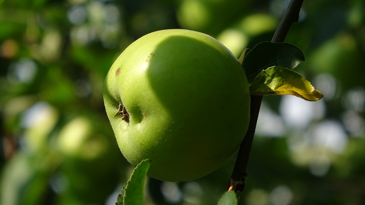 Apple,  Medis,  Žalias,  Vaisių,  Prinokę,  Pobūdį,  Sveiki,  Vaisių Medžiai,  Kernobst Gewaechs,  Šviežias