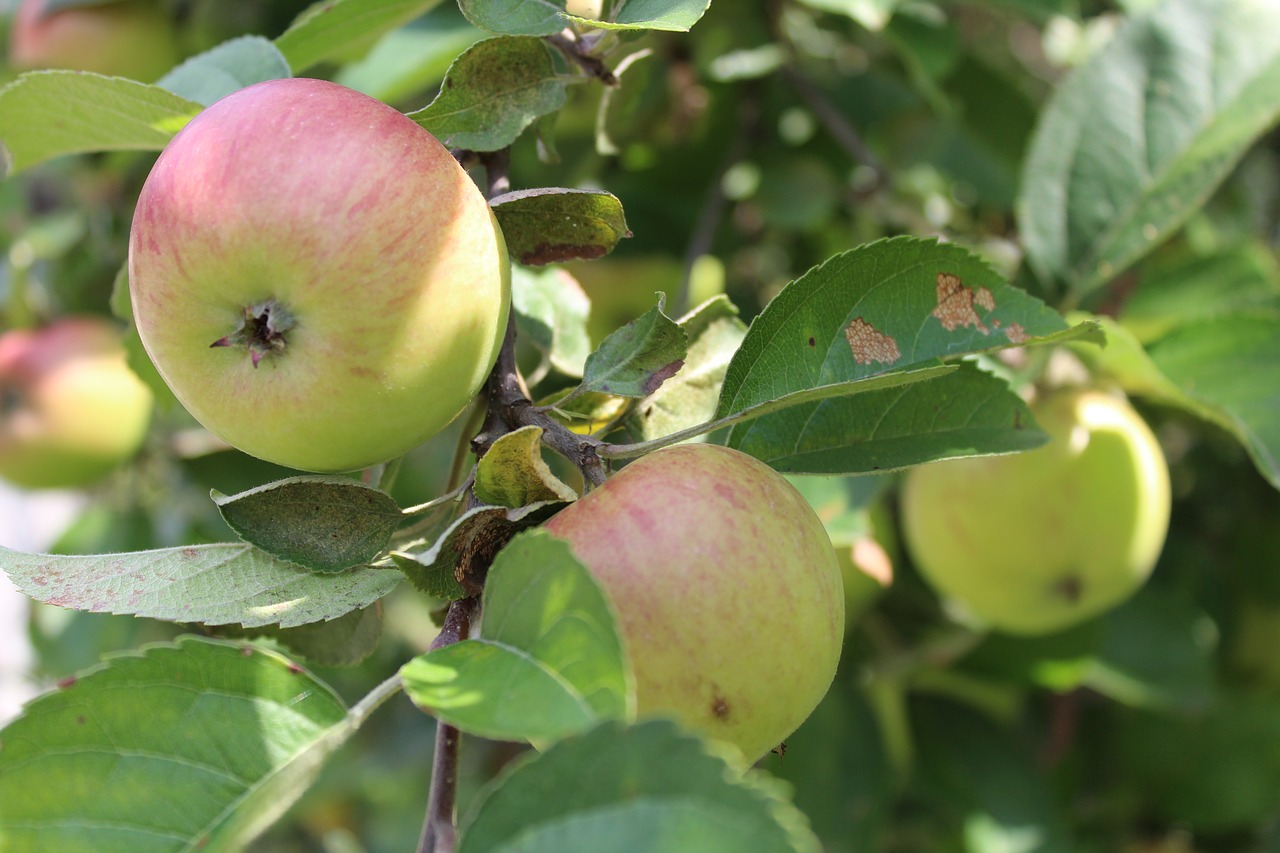 Apple,  Augalų,  Medis,  Pobūdį,  Sodas,  Liūdnas, Nemokamos Nuotraukos,  Nemokama Licenzija