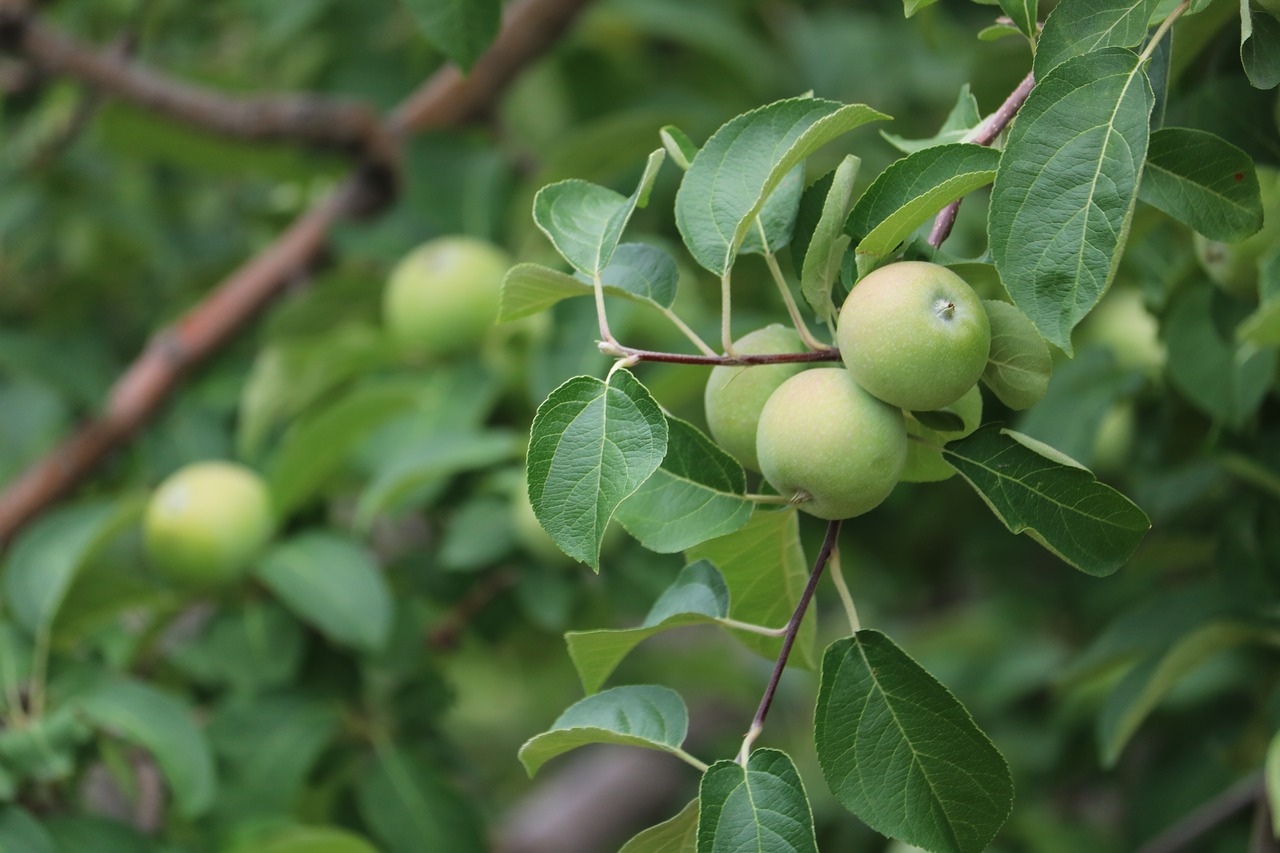 Apple,  Medis,  Vaisių,  Vaisių Sodas,  Sodas,  Gamta, Nemokamos Nuotraukos,  Nemokama Licenzija