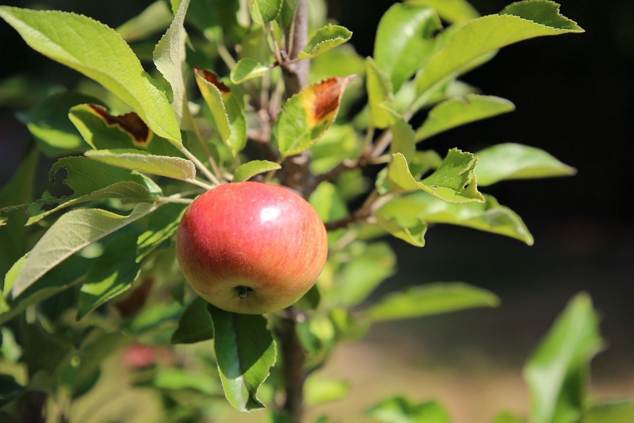 Apple,  Sodas,  Vaisių,  Vaisių Skynimas, Nemokamos Nuotraukos,  Nemokama Licenzija