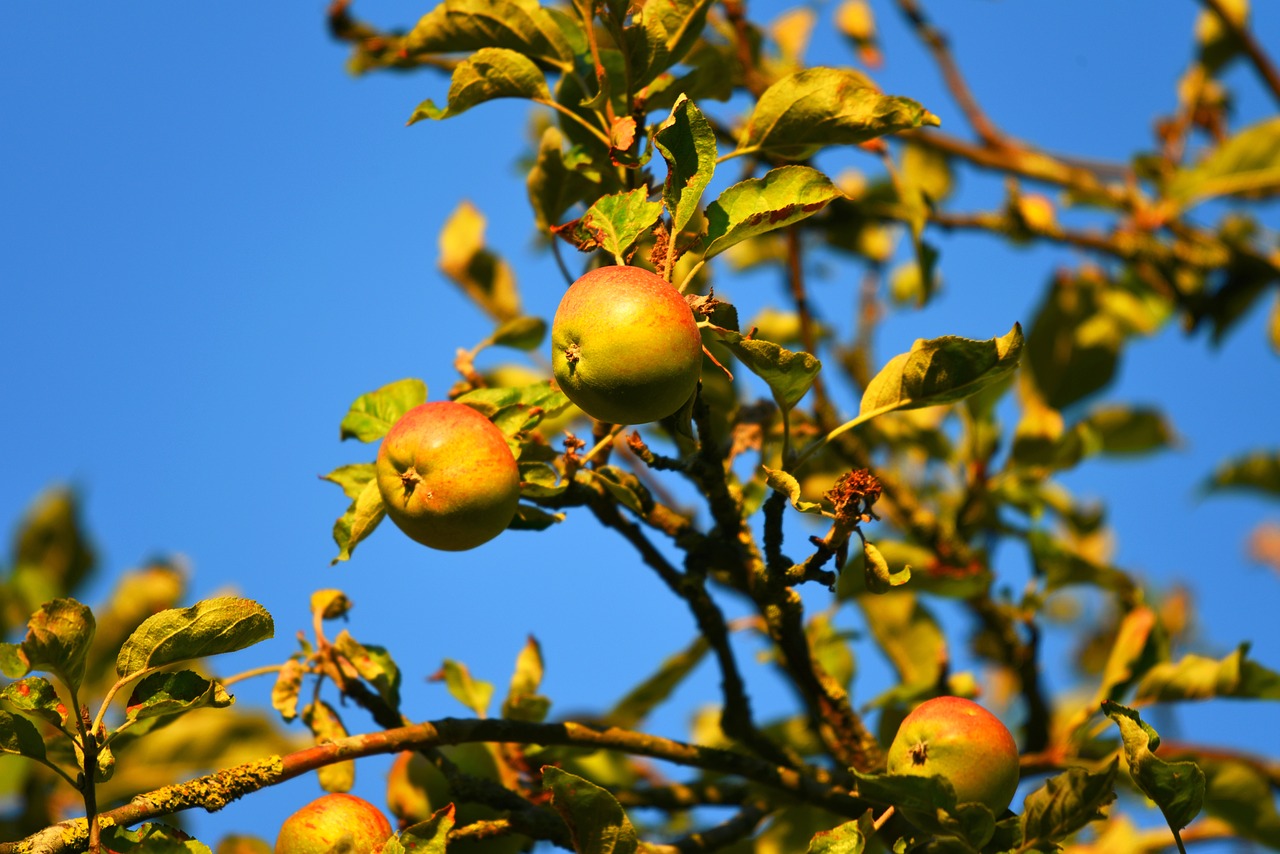 Apple,  Obuolių Medis,  Vaisių,  Šviežias,  Sveiki,  Vitamino,  Mitybos,  Auga,  Visas Maistas,  Vasara