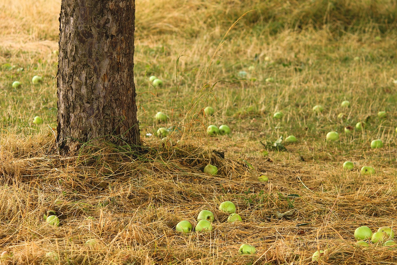 Apple,  Vaisių Sodas,  Vaisių,  Obuolių Medis,  Netikėtai,  Išsibarstę Vaismedžiai,  Vaisiai,  Vitaminai,  Sveiki,  Nukristi