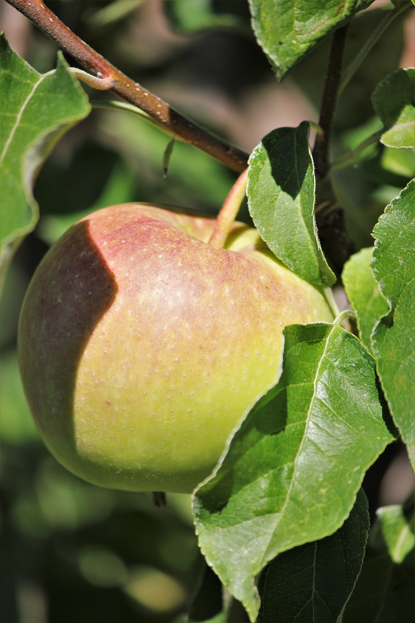 Apple,  Vaisių,  Sveiki,  Šviežias,  Vitaminai,  Kernobst Gewaechs,  Prinokęs, Nemokamos Nuotraukos,  Nemokama Licenzija