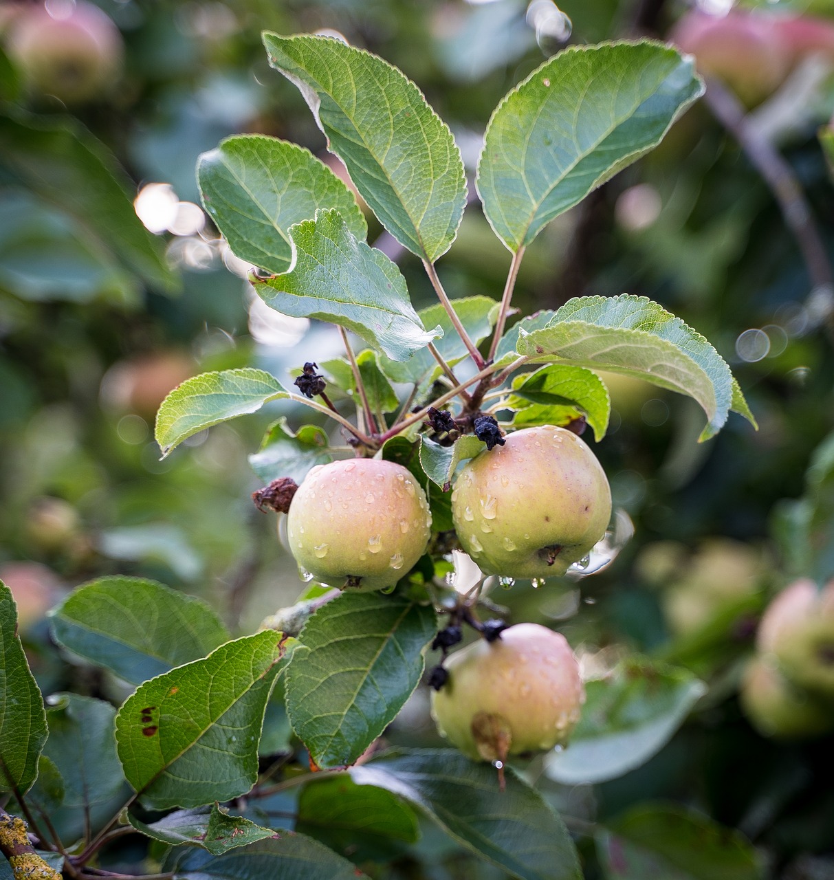 Apple,  Obuolių Medis,  Lietaus,  Šlapias,  Augimas,  Vaisių,  Vaisiai,  Nesubrendęs,  Kernobst Gewaechs,  Apfelernte